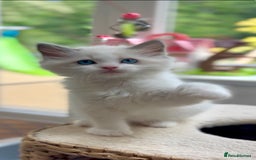 Ragdoll cats for sale: GCCF Registered. Grand Champion Bloodlines. - Image 11