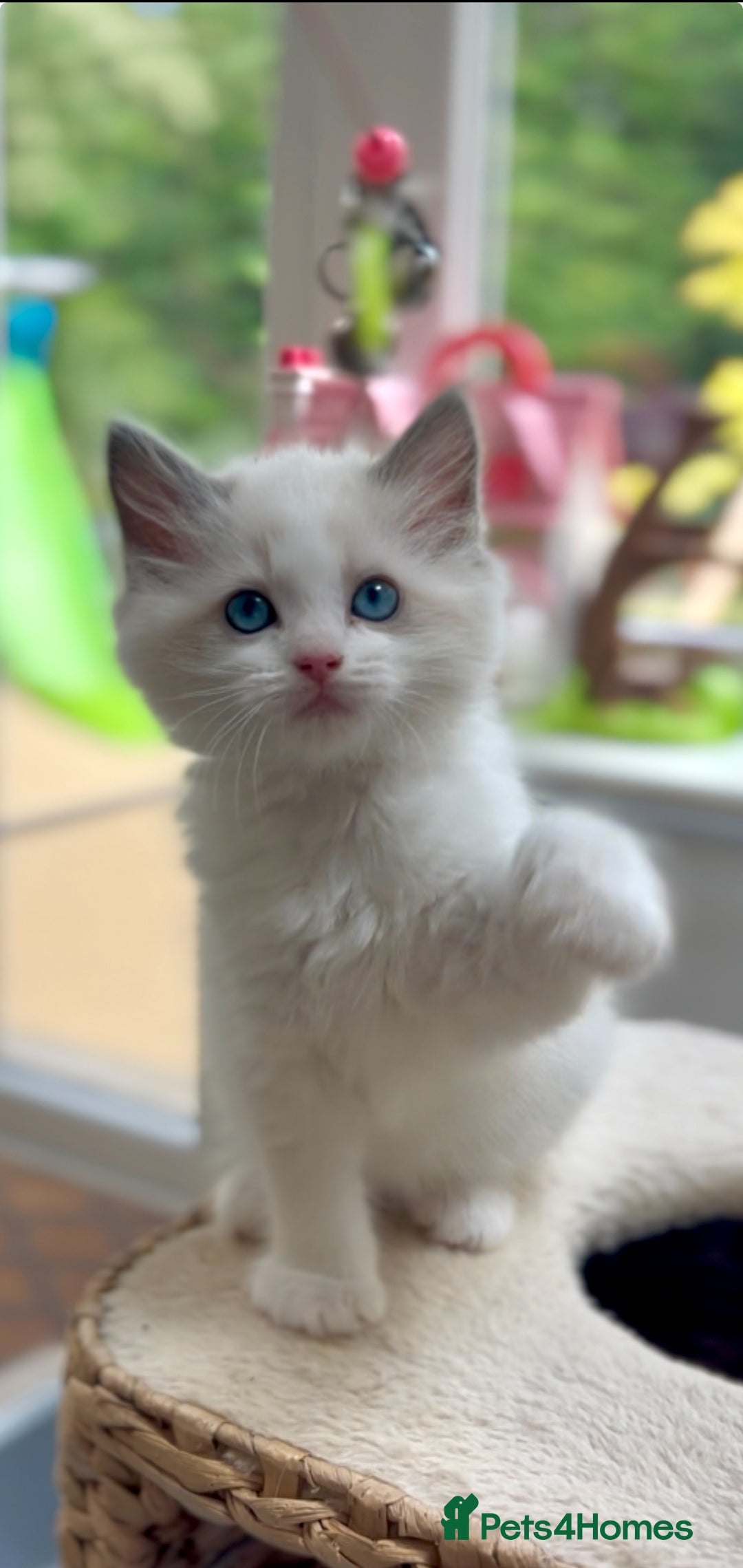 Ragdoll cats for sale: GCCF Registered. Grand Champion Bloodlines. - Image 11