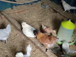 Chickens poultry Pure Breed Chickens friendly egg layer chickens - Advert 2