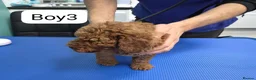 Miniature Poodle dogs for sale: Miniature Poodle  in Saint Helens - Advert 6