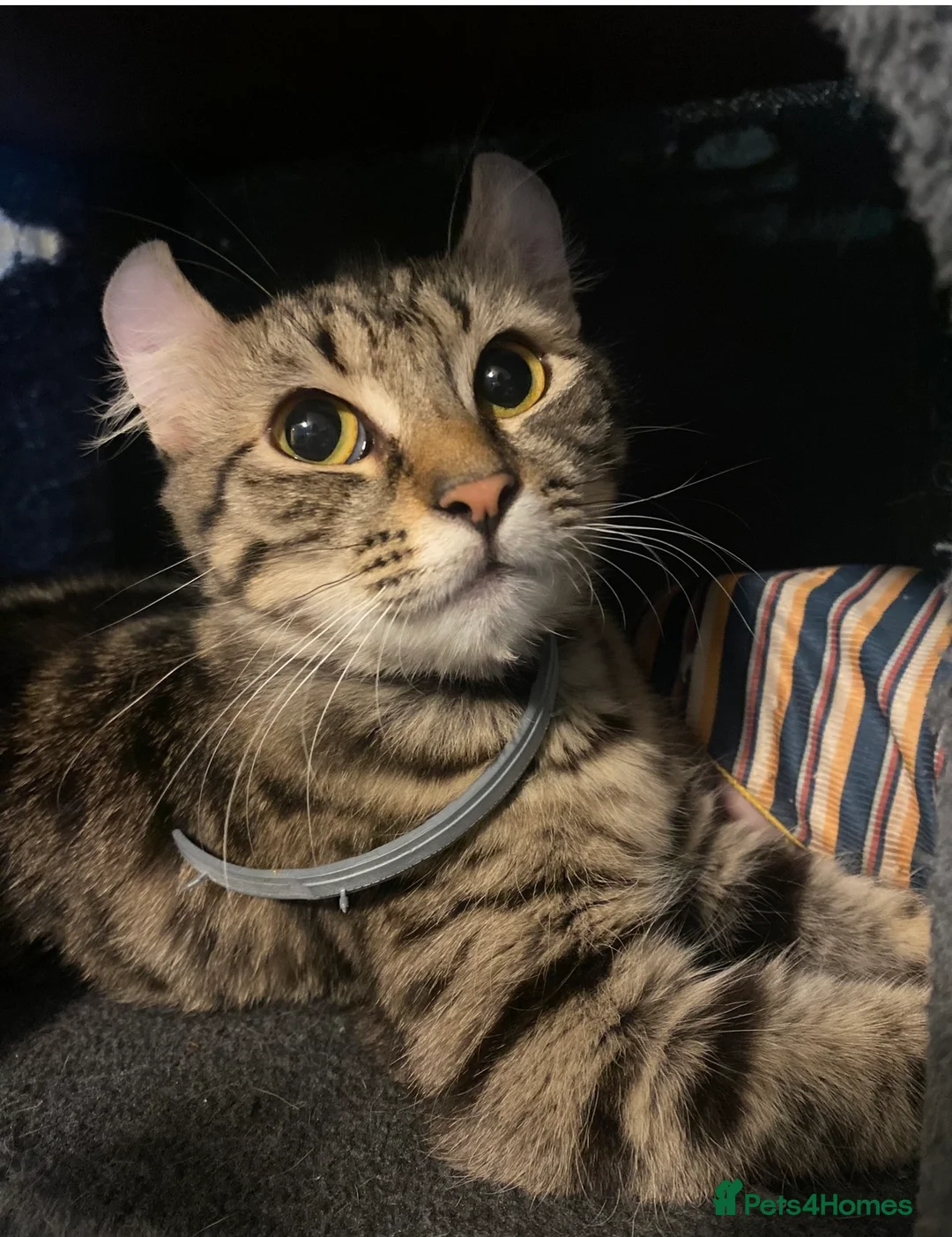 Mixed Breed cats for sale: American curl x Spynx kittens  - Advert 2