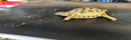 Tortoise reptiles for sale: Male horsefield tortoise  in Swindon - Advert 4