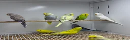 Budgerigars birds for sale: Budgies - Advert 6
