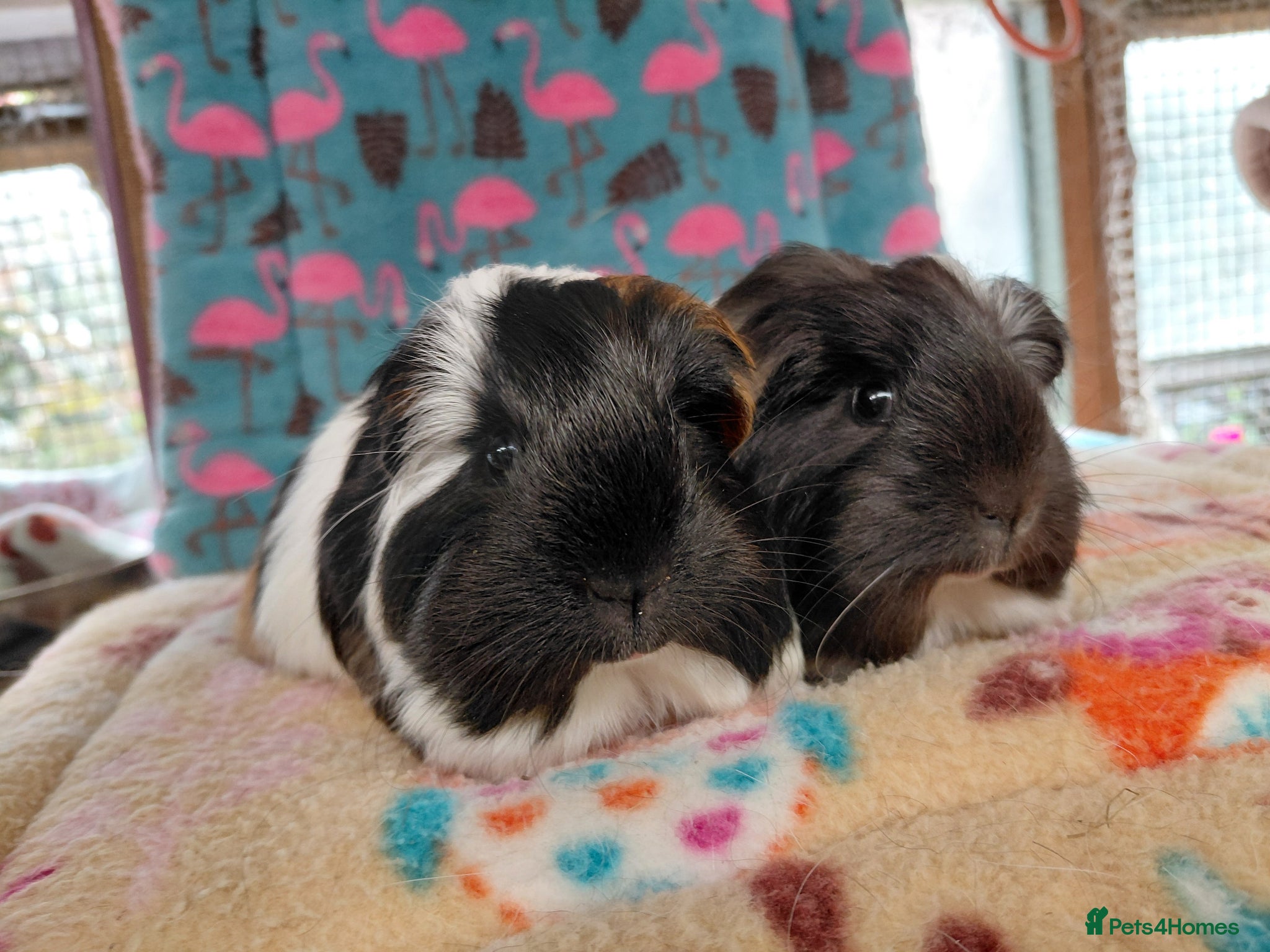 Guinea Pig rodents Baby Boars In Different Breeds  - Advert 15