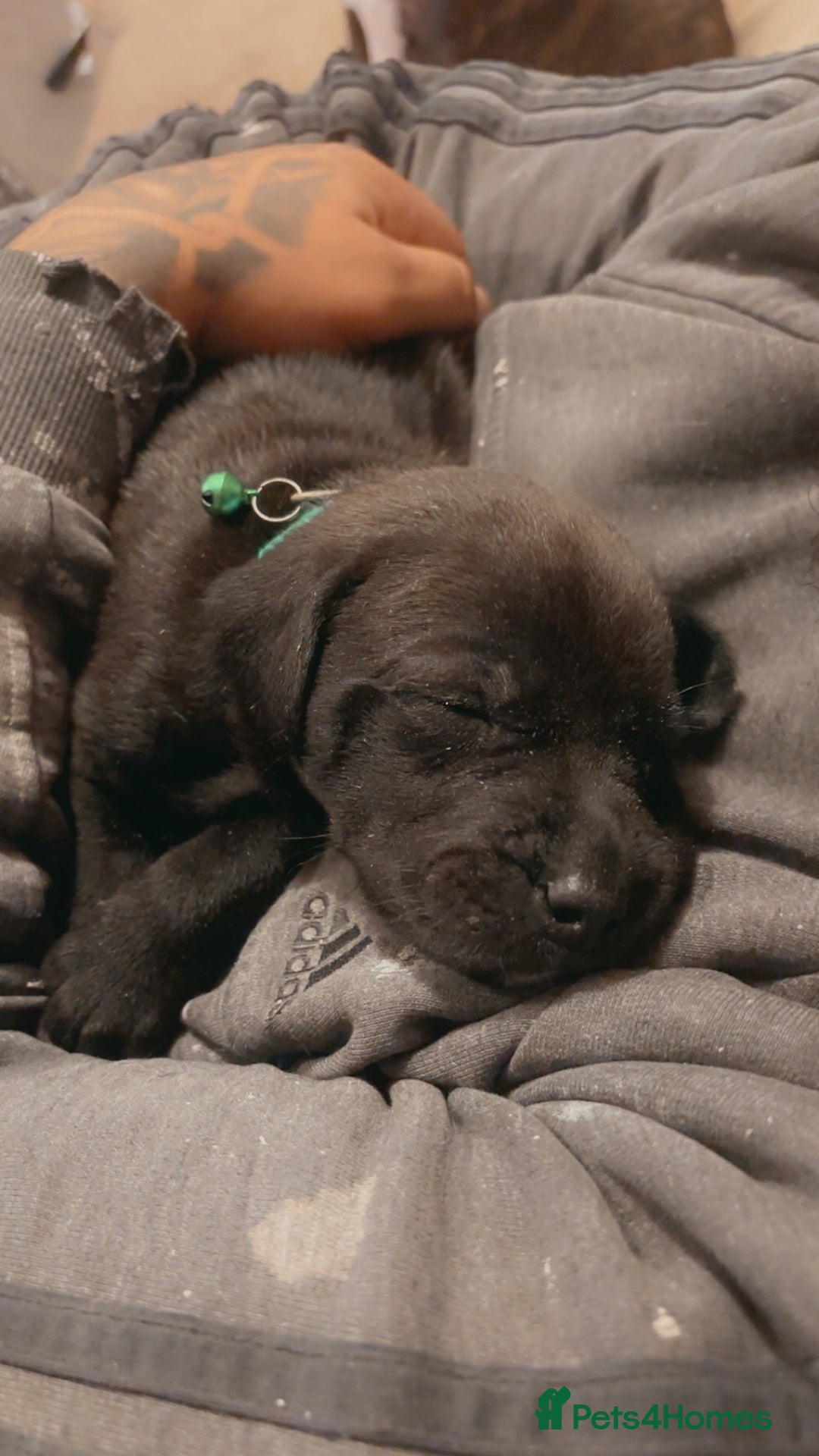 Mixed Breed dogs for sale: Beautiful Staffadors 4 weeks old  - Advert 1