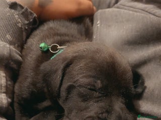 Mixed Breed dogs Beautiful Staffadors 4 weeks old - Advert 1