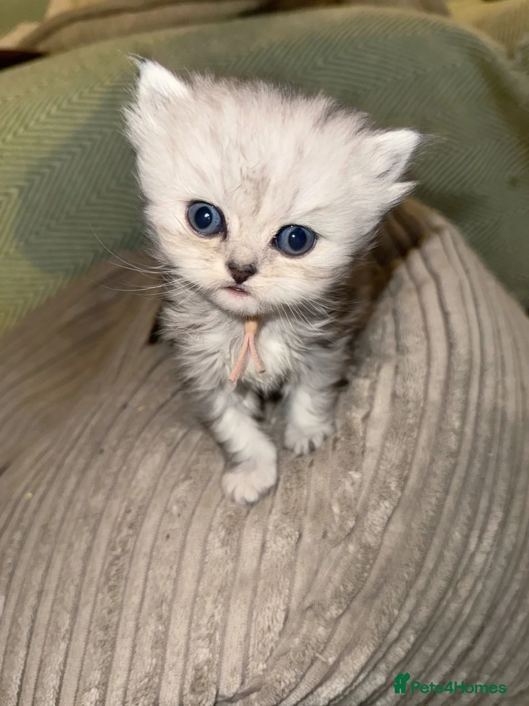 British Shorthair cats for sale: Beautiful pedigree BSH and BLH kittens  - Advert 29