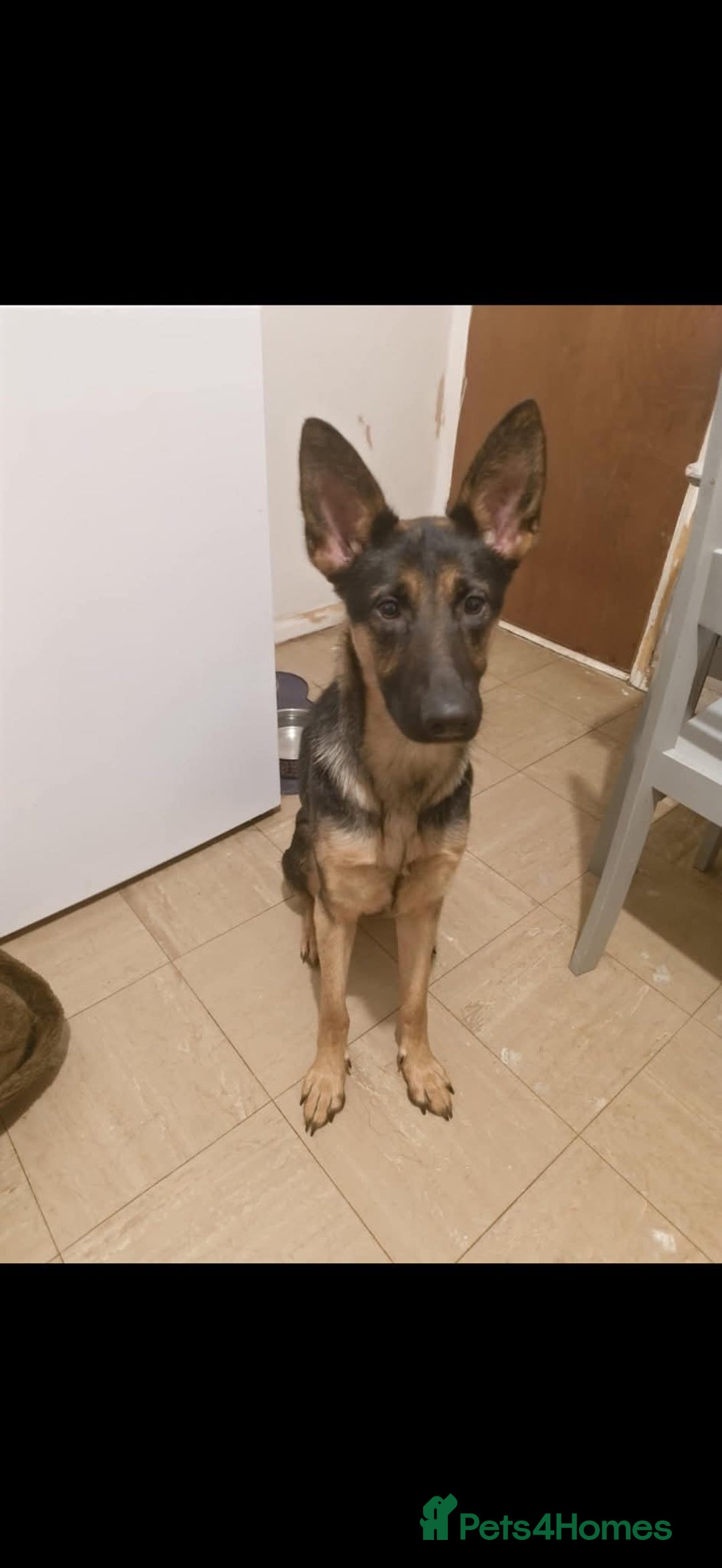 German Shepherd dogs for adoption: Roxie - Advert 4