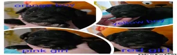 Schnoodle dogs for sale: Beautiful Schnoodle Puppies - Advert 2