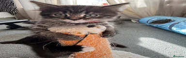 Girl kitten (orange collar)