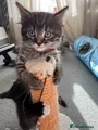 Girl kitten (orange collar)