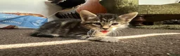 Mixed Breed cats for sale: mixed tabby kittens - Advert 22