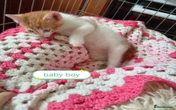 Mixed Breed cats for sale: Kittens gorgeous playful babys - Image 13