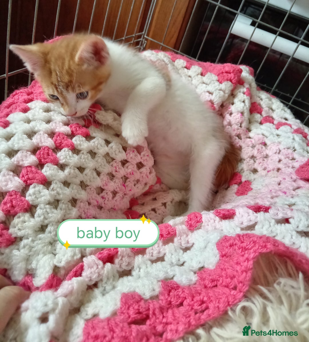 Mixed Breed cats for sale: Kittens gorgeous playful babys - Image 13