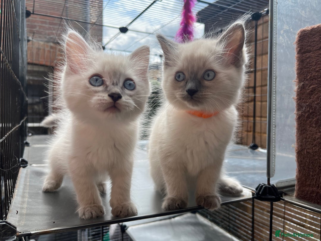 Ragdoll cats for sale: One blue point male ragdoll left  - Image 2