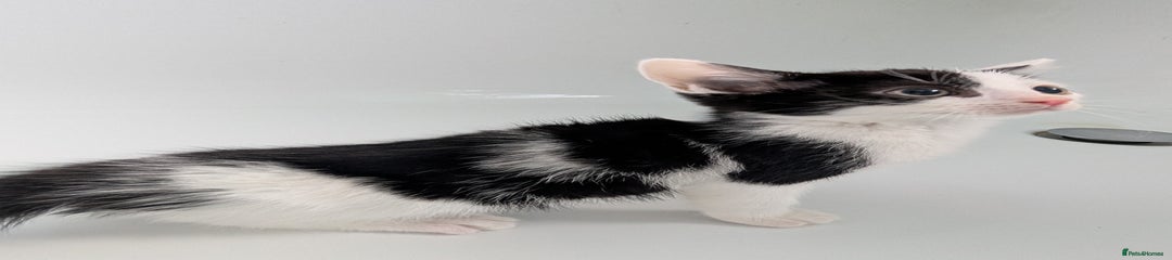 Mixed Breed Kitten 2