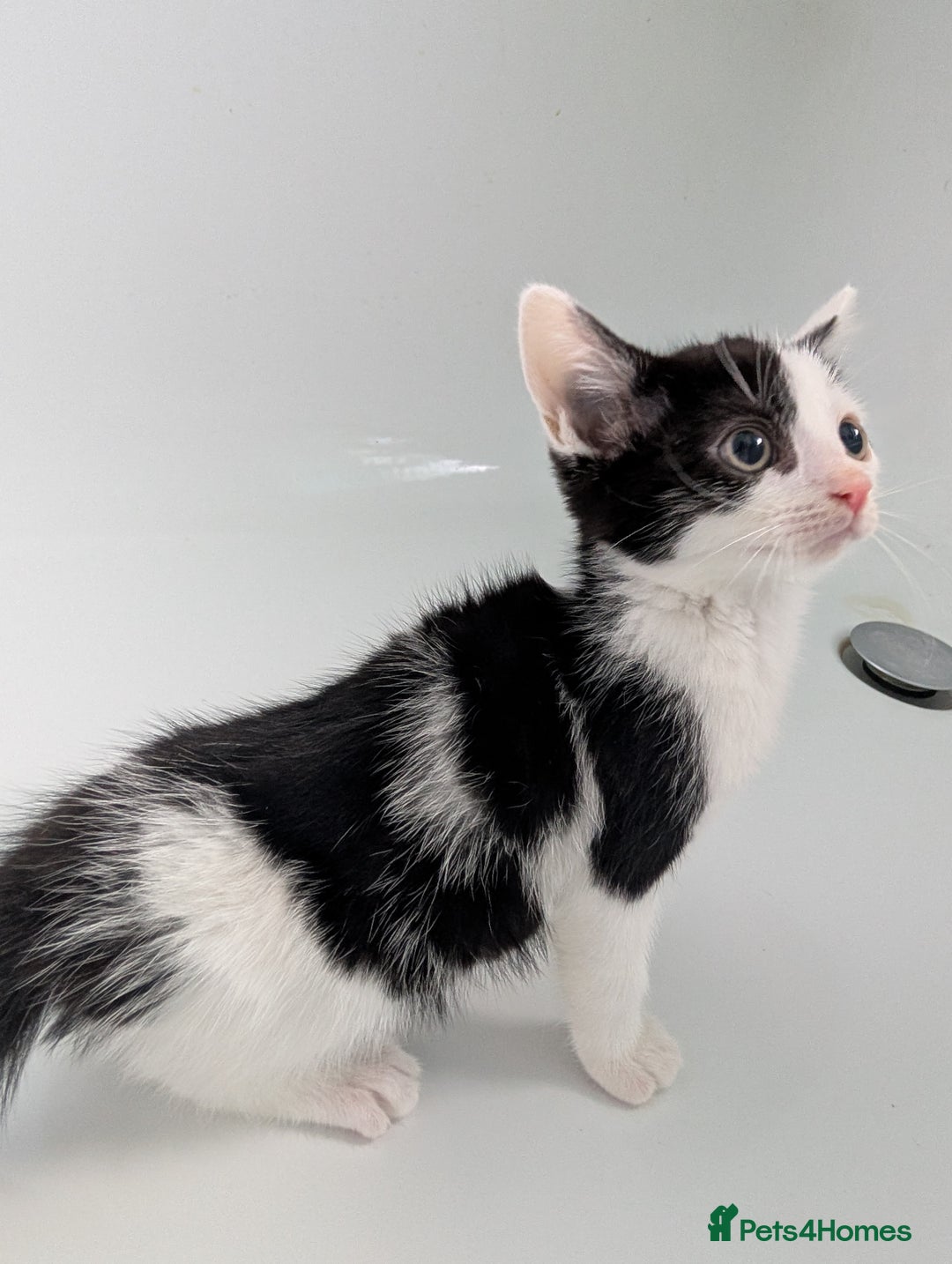 Mixed Breed cats for sale: Gorgeous kittens Cute bundles of mischief - Image 11