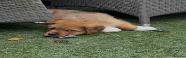 Mixed Breed 2