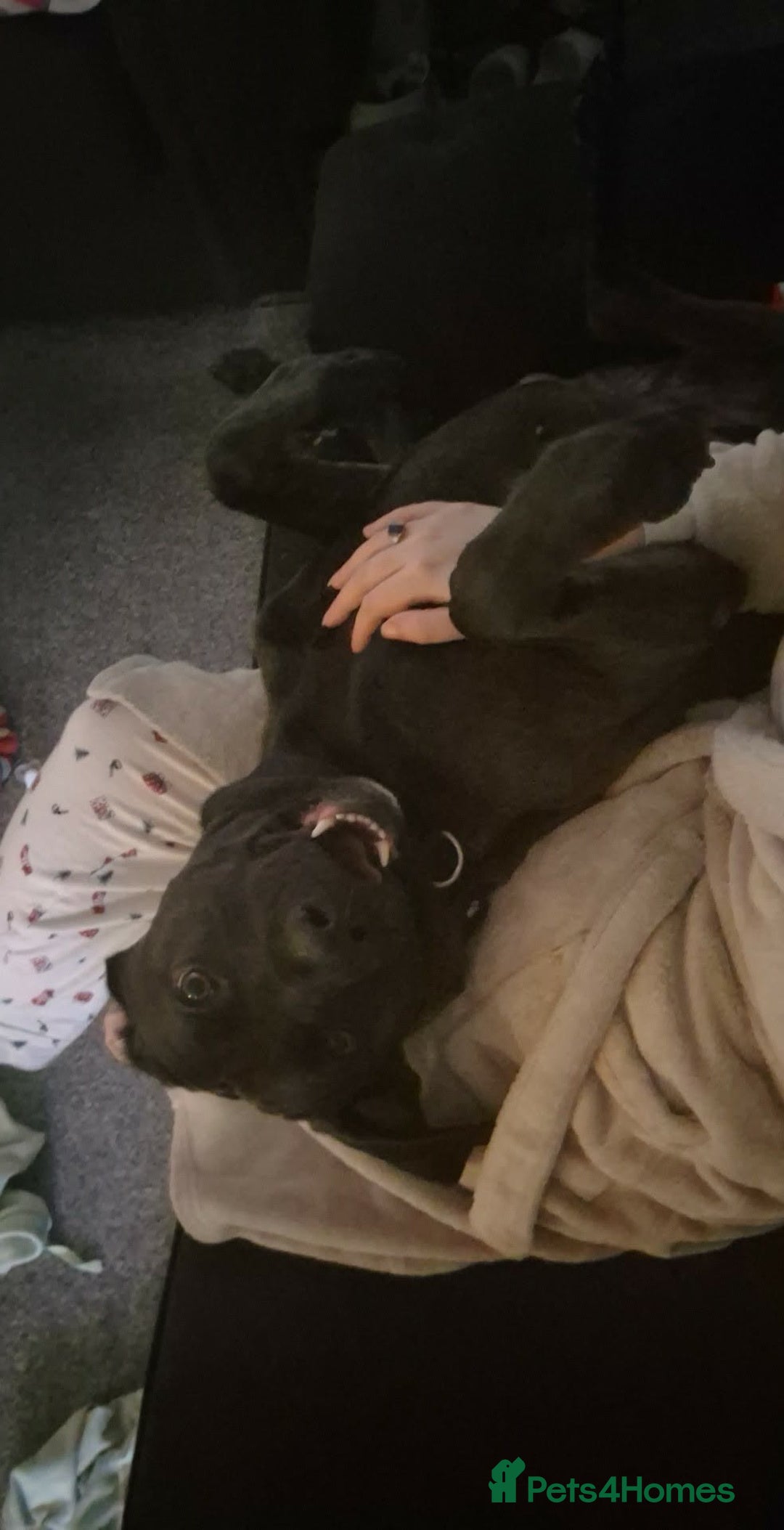 Mixed Breed dogs for sale: Family pet for sale. - Advert 2