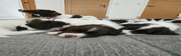 English Springer Spaniel dogs for sale: Gorgeous Family-Raised Springer Spaniel Puppies - Advert 6