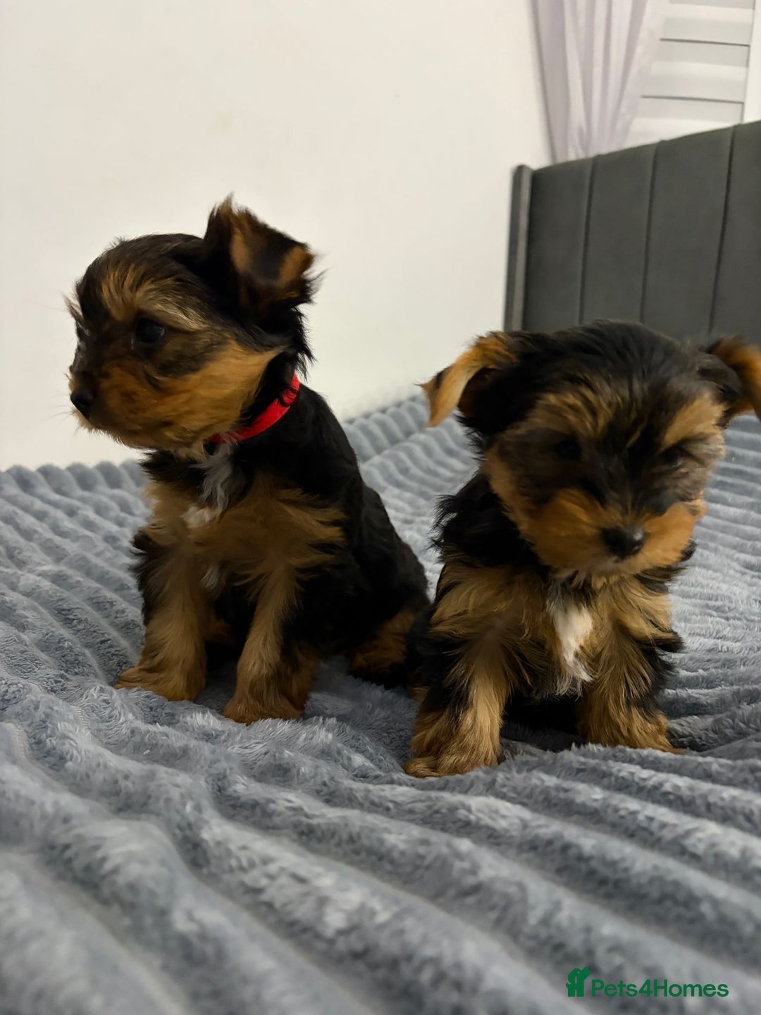 Yorkshire Terrier dogs for sale: Beautiful Yorkshire terrier Boys ready now 😻 - Advert 11