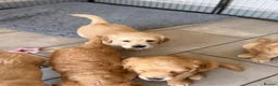 Golden Retriever dogs for sale: Beautiful KC Golden Retrievers  - Advert 6