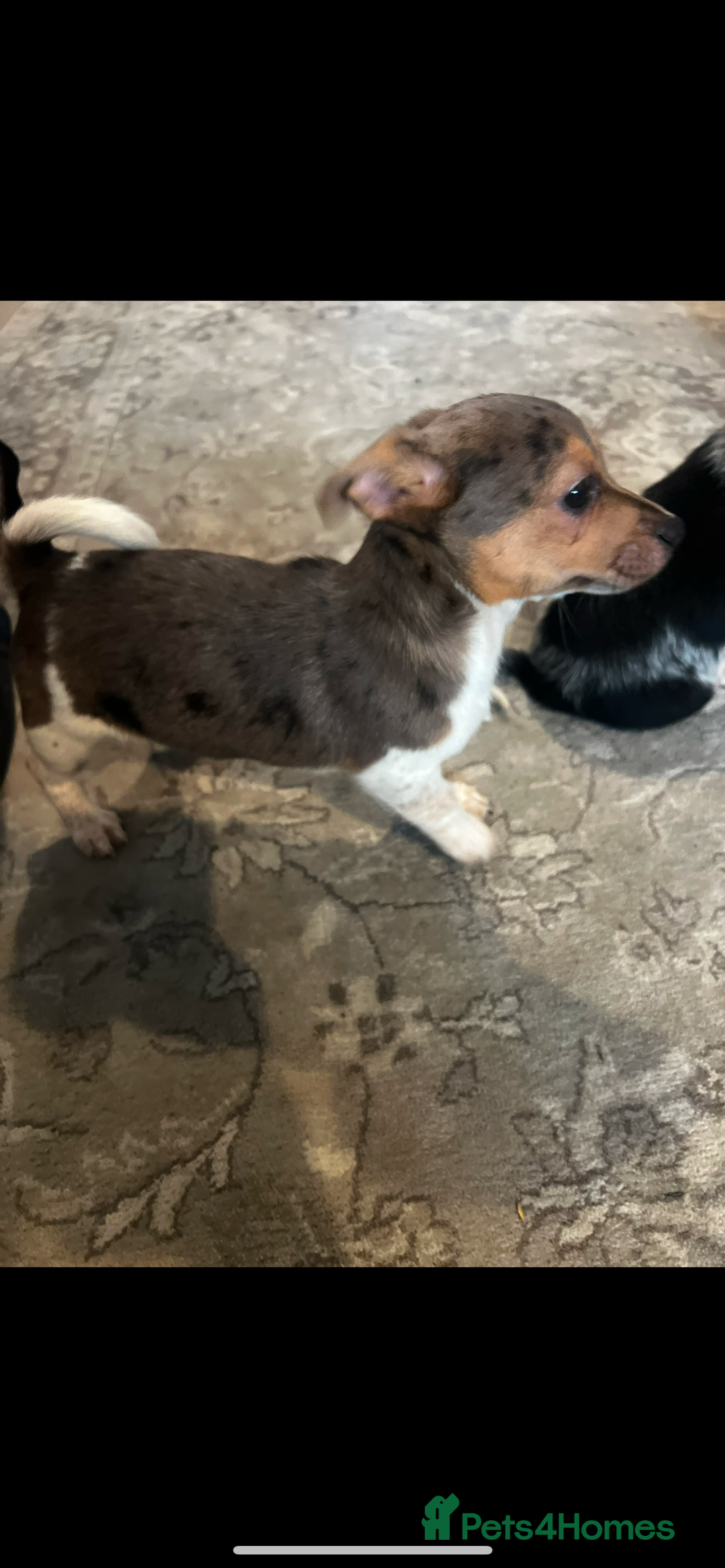 Jack Russell dogs for sale: Rare jack russell - Image 4