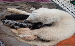 Labradoodle dogs for sale: F2b labradoodle puppy girl - Image 6