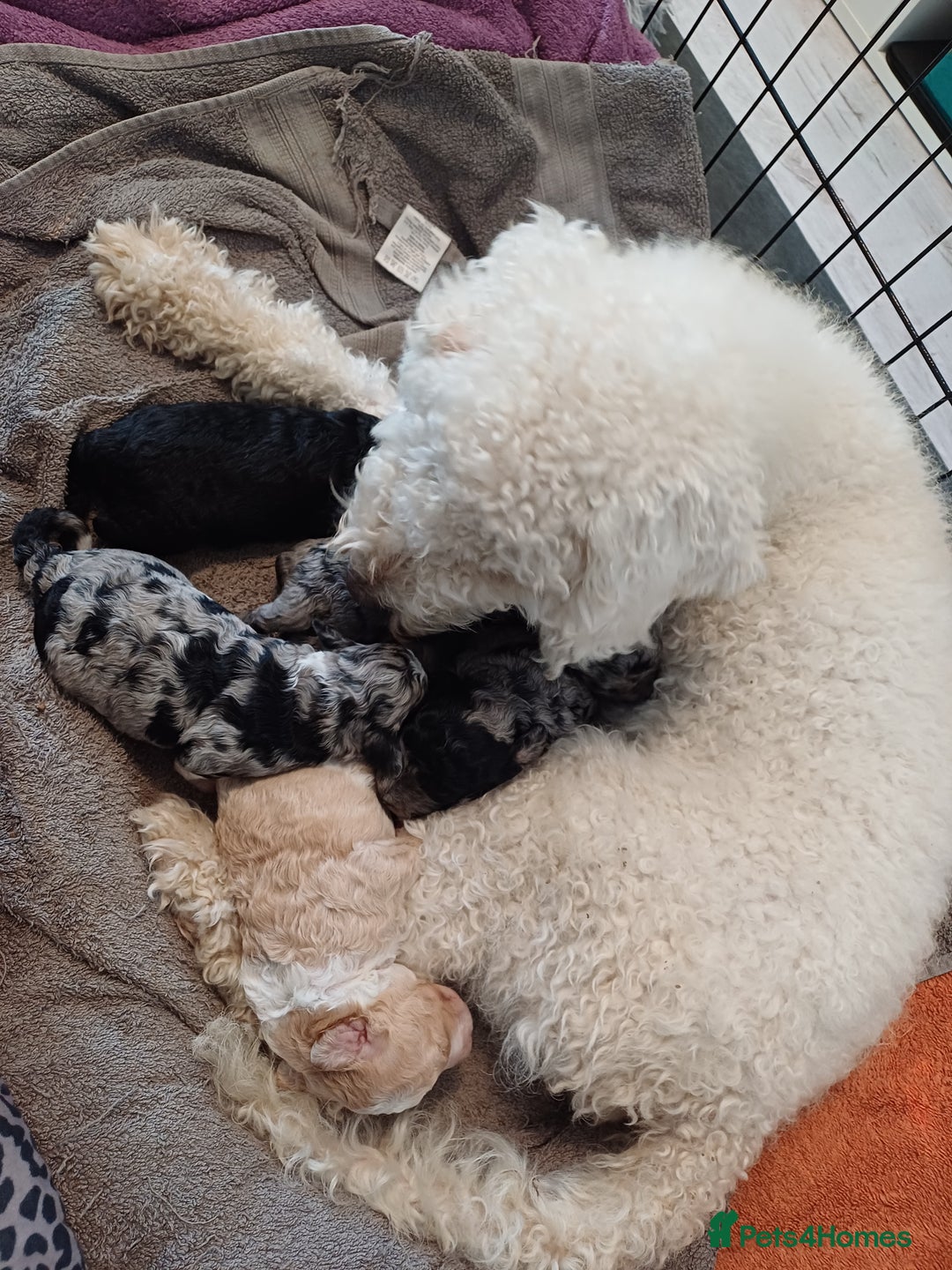 Labradoodle dogs for sale: F2b labradoodle puppy girl - Image 6
