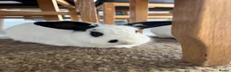Mini Lop rabbits for sale: Palo and Sage Mini Lops 1.5 years in Sheffield - Advert 3