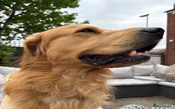 Golden Retriever dogs for stud: Golden boy Baxter KC fully Health tested - Image 11
