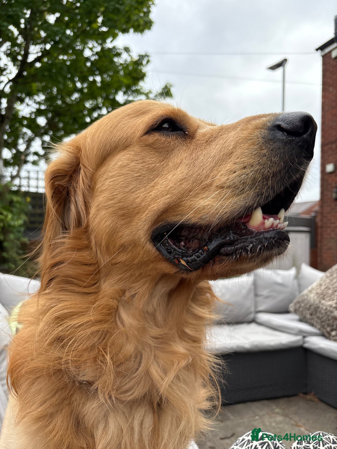 Golden Retriever dogs for stud: Golden boy Baxter KC fully Health tested - Image 11