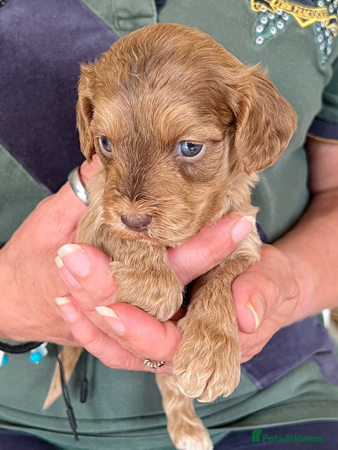 Cockapoo dogs for sale: Cockapoo puppies  - Image 10