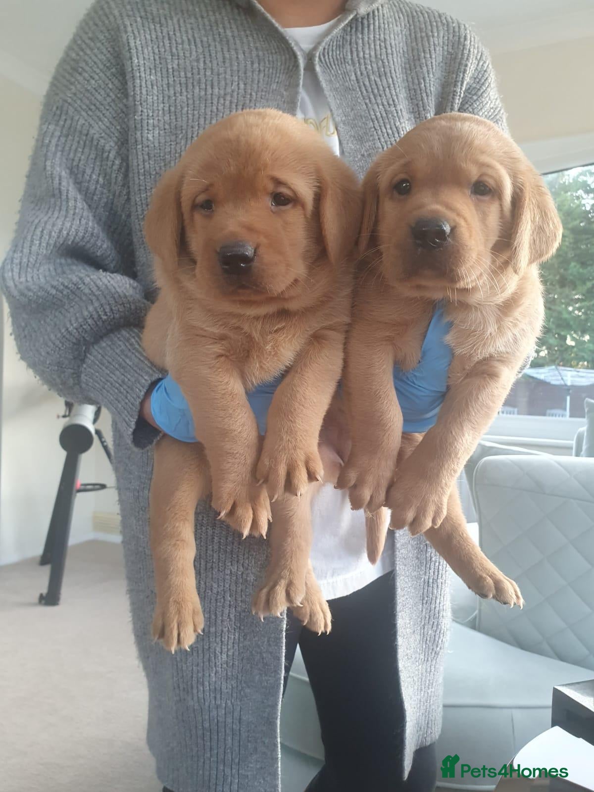 Labrador Retriever dogs KC Registered Labrador Puppies – 2 Boys Left - Advert 1