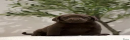 Labrador Retriever dogs for sale: Show Champion Lineage Chocolate Labrador Puppies - Advert 13