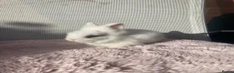 Lionhead rabbits for sale: Purebred Fluffy Baby Lionhead Dwarfs - Advert 2
