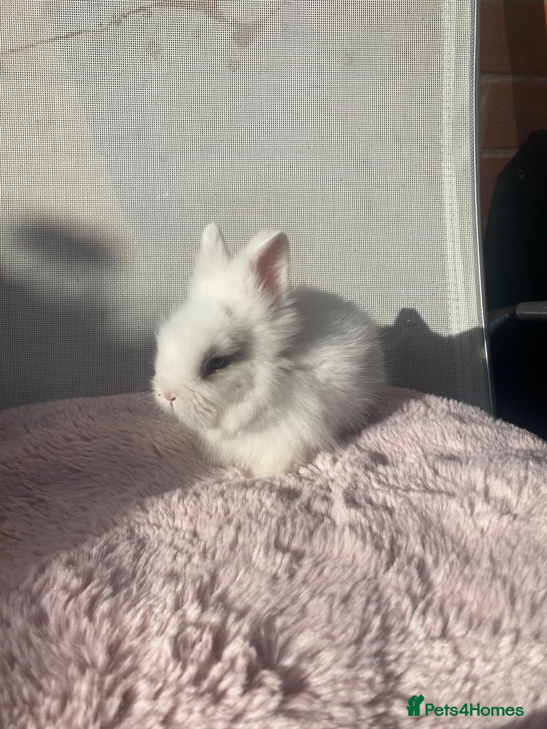 Lionhead rabbits for sale: Purebred Fluffy Baby Lionhead Dwarfs - Advert 2
