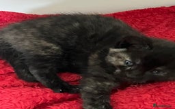 Mixed Breed cats for sale: 4 beautiful playful kittens for sale - Image 5