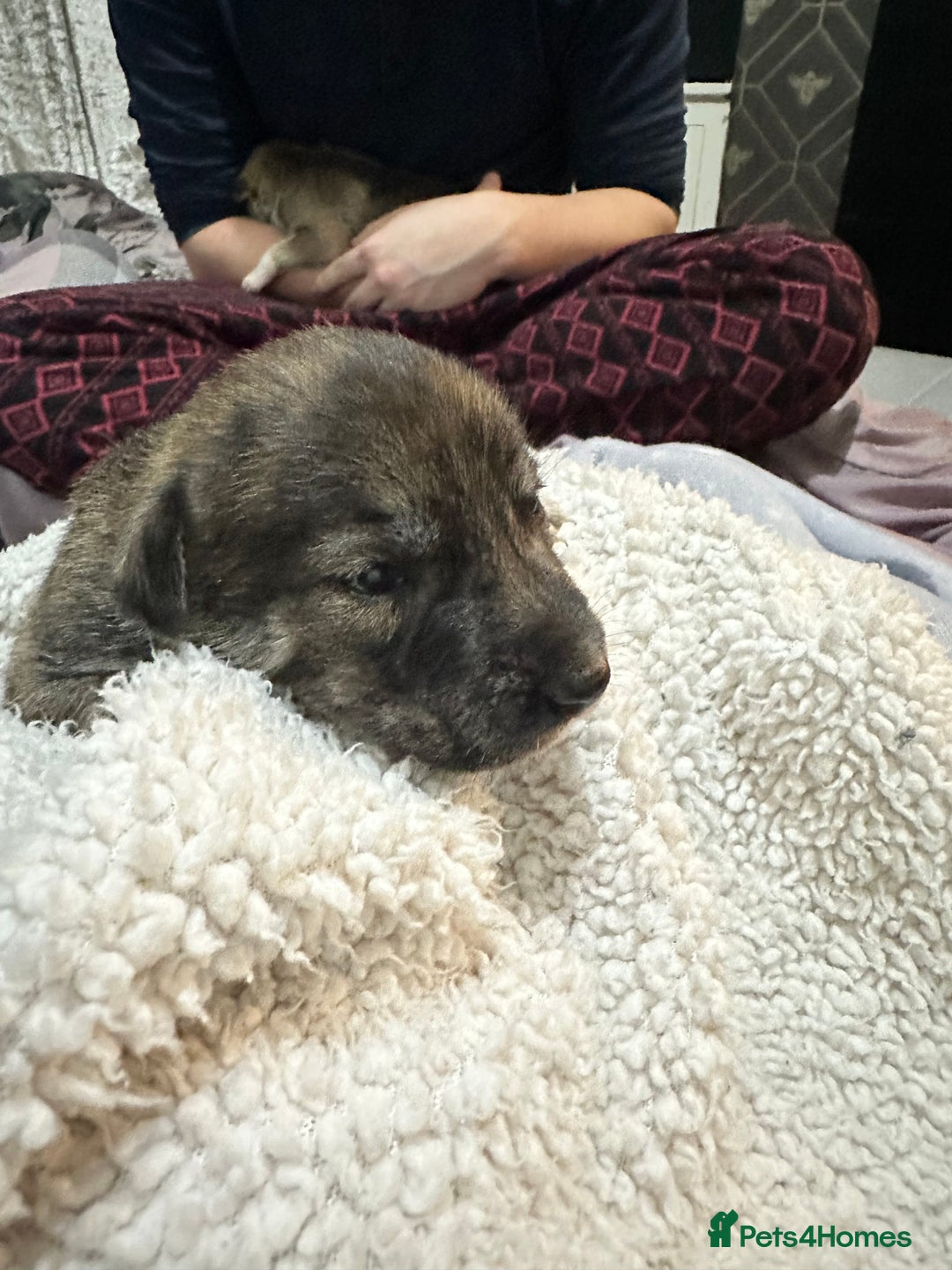 Mixed Breed dogs for sale: Husky staffy cross puppy - Advert 20