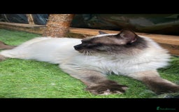 Ragdoll cats for stud: Active gccf stud chocolate carrier seal point  in Grantham - Image 5