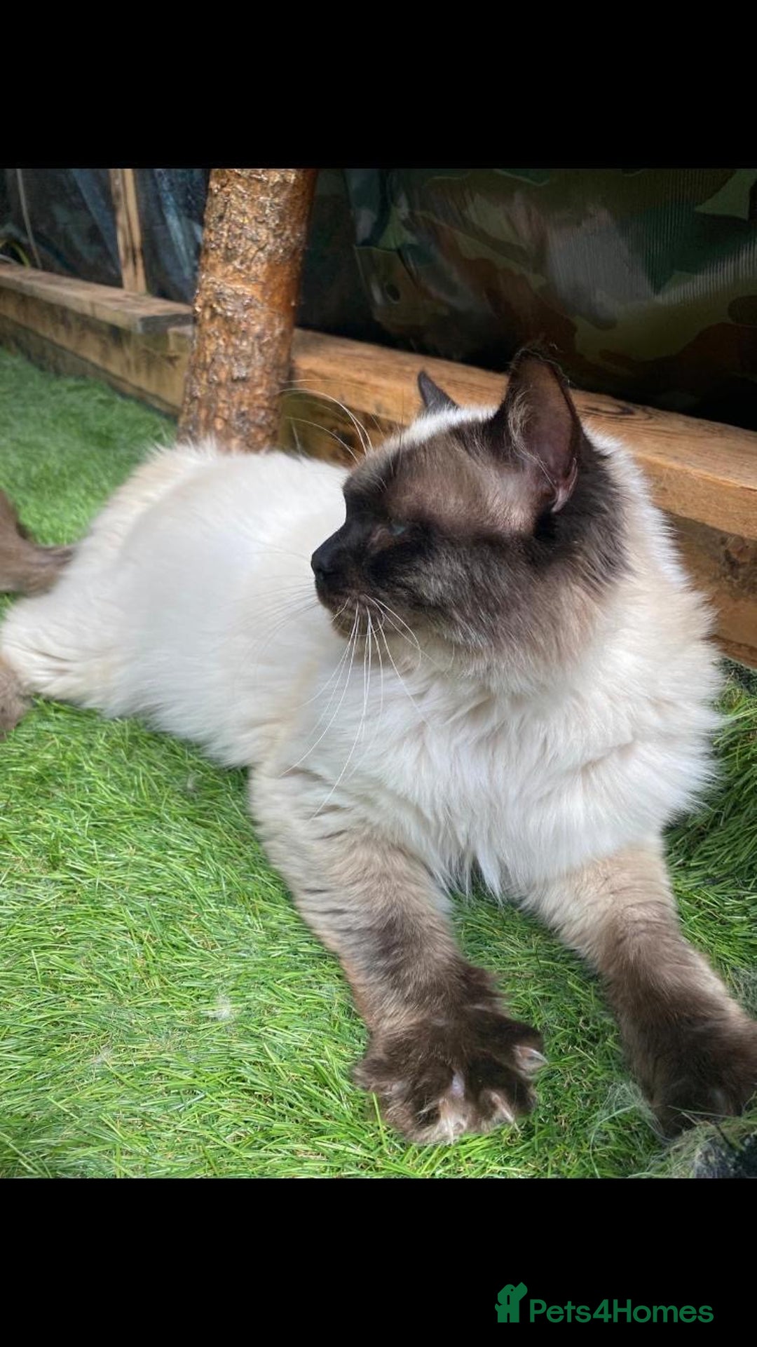 Ragdoll cats for stud: Active gccf stud chocolate carrier seal point  in Grantham - Image 5