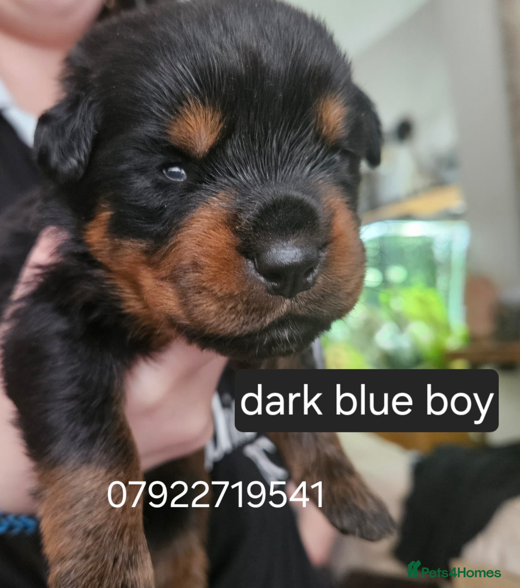 Rottweiler dogs Last male rottweiler pup looking for forever homes - Advert 1