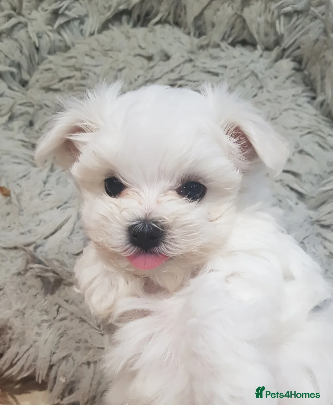 Maltese dogs for sale: Korean Maltese puppies for adoption - Advert 16