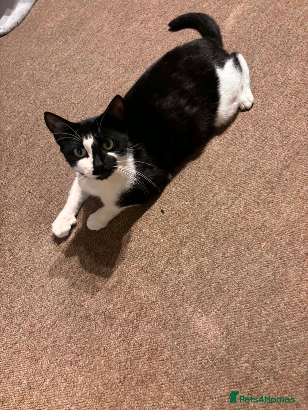 Mixed Breed cats for sale: Stray female cat for adoption - Advert 3