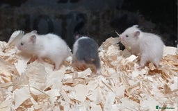 Hamster rodents for sale: Baby Syrian Hamsters  - Image 7
