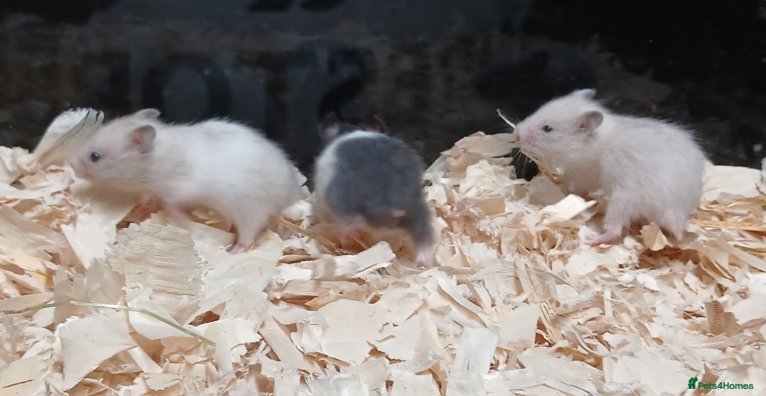 Hamster rodents for sale: Baby Syrian Hamsters  - Image 7