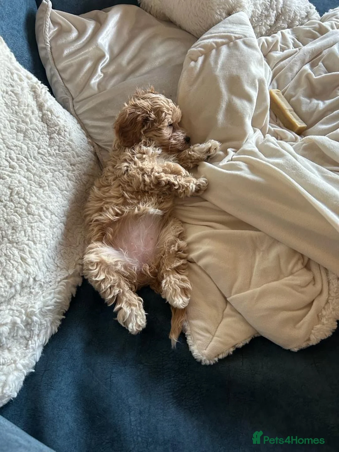 Maltese dogs for stud: Gorgeous Maltese At STUD in Coventry - Advert 11