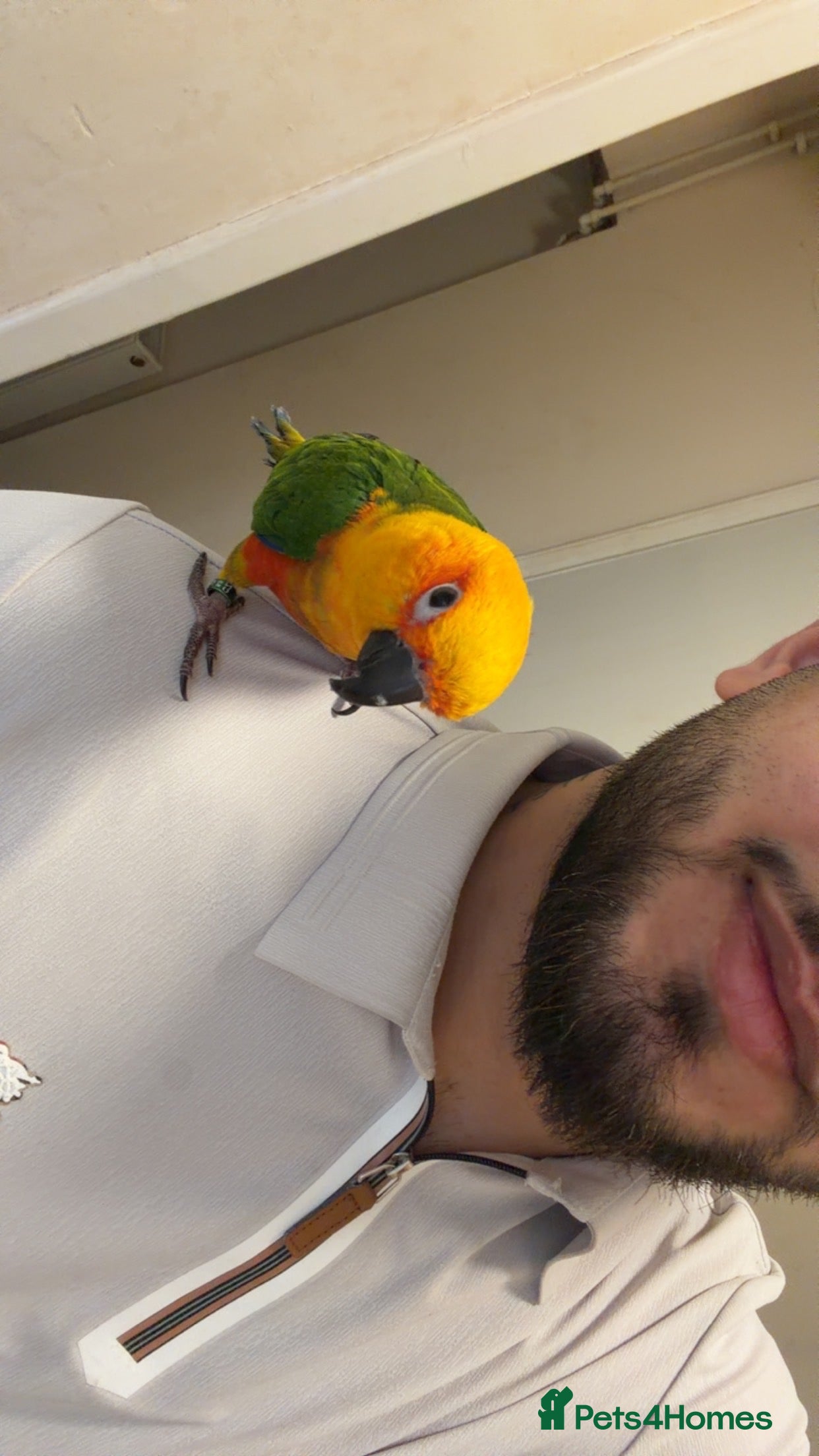 Parrots birds Sun conure - Advert 16