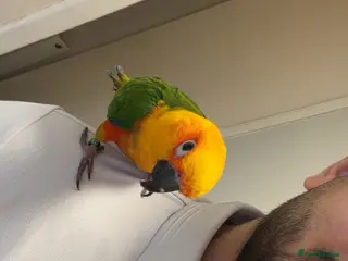 Parrots birds Sun conure - Advert 16