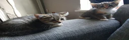 Mixed Breed cats for sale: 3 little girl  - Advert 11
